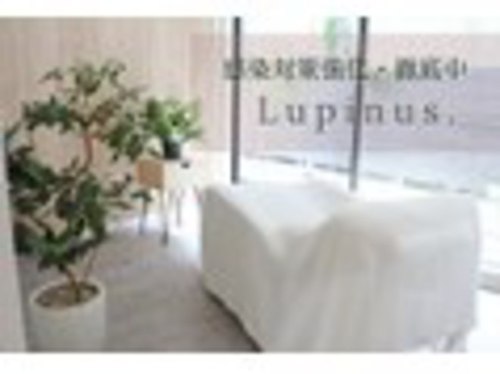ルピナス(Lupinus.)(長野県松本市野溝木工1-2-33 シュエットMOCO1F)