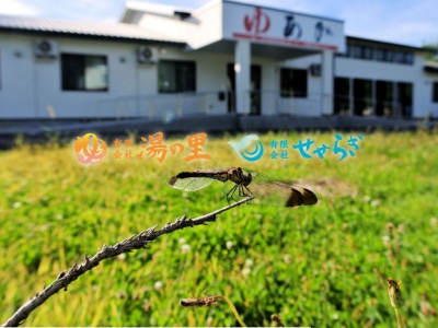 (有)せせらぎ(日本、〒016-0014秋田県能代市落合下谷地251−6)