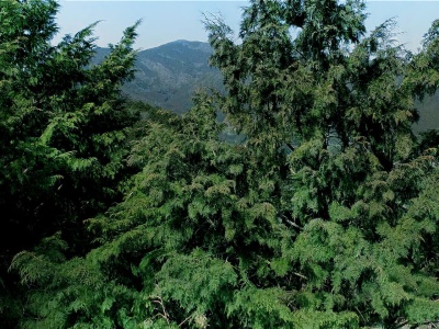 西予市森林組合野村支所(日本、〒797-1212愛媛県西予市野村町野村１０−４６６－２)