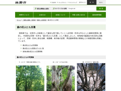 越代のサクラ(ヤマザクラ)(日本、〒963-8303福島県石川郡古殿町大久田)