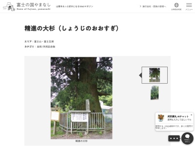 精進の大杉(日本、〒401-0336山梨県南都留郡富士河口湖町精進)