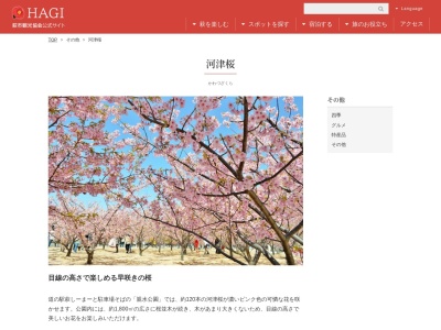 親水公園-河津桜(日本、〒758-0011山口県萩市椿東4160−61)
