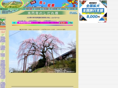 小柿山高円寺のしだれ桜(日本、〒871-0422大分県中津市耶馬溪町大字深耶馬)