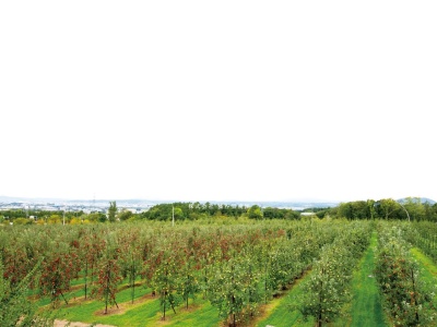 藤谷果樹園(日本、〒074-0000 北海道深川市音江町音江618)