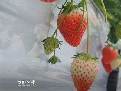 町田いちご狩り やさいの家(日本、〒194-0211東京都町田市相原町1275)