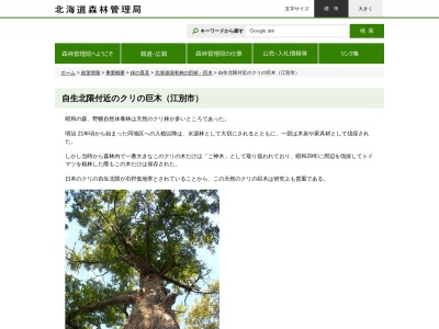 昭和の森のクリ(日本、〒069-0832北海道江別市西野幌)