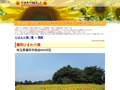 蓮田根金ひまわり畑(日本、〒349-0131埼玉県蓮田市根金６９４)