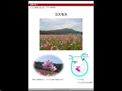 コスモス群生地(日本、〒350-1251埼玉県日高市高麗本郷)
