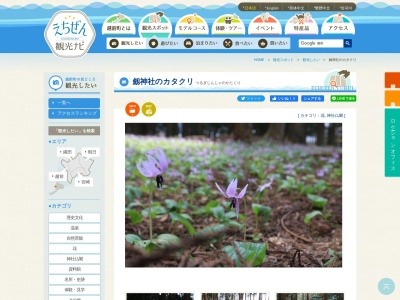 劔神社のカタクリ(日本、〒915-0805福井県越前市芝原４丁目７35°57'28.136°03'16.)