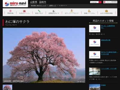 わに塚のサクラ(日本、〒407-0042山梨県韮崎市神山町北宮地624付近)