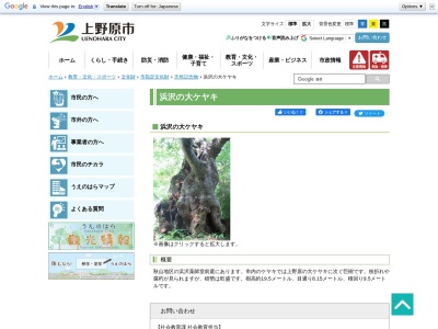 浜沢の大ケヤキ(日本、〒401-0201山梨県上野原市秋山１１８４０)