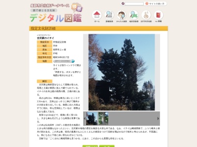 古沢家のイチイ(日本、〒380-0888 長野県長野市上ケ屋809)
