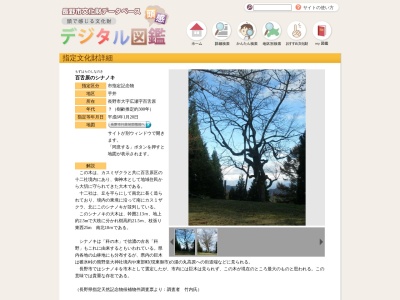 百舌原のシナノキ(日本、〒380-0886 長野県長野市広瀬1132)