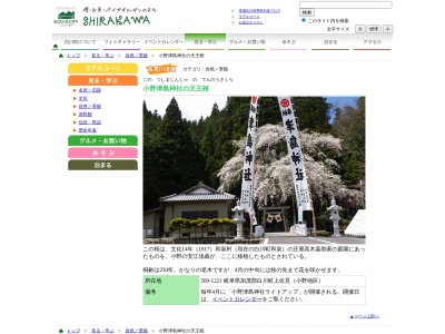 小野津島神社の天王桜(日本、〒509-1221岐阜県加茂郡白川町上佐見2398)