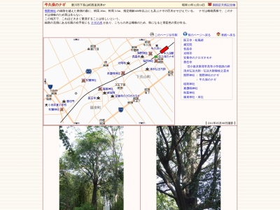 牛久保のナギ(日本)