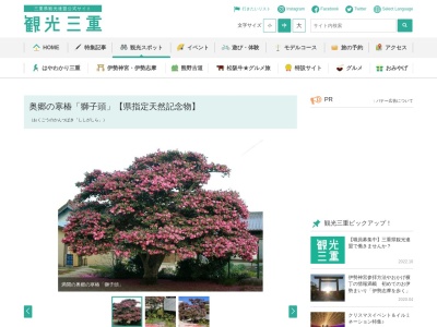 奥郷の寒椿「獅子頭」【県指定天然記念物】(日本、〒510-1251三重県三重郡菰野町千草6381)