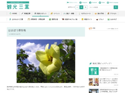 はまぼう群生地(日本、〒516-0111三重県度会郡南伊勢町内瀬)