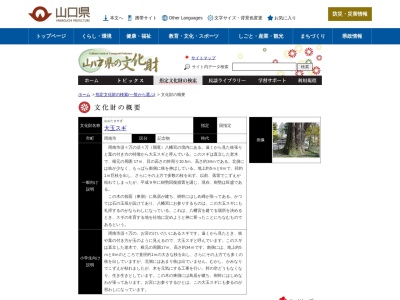 大玉スギ(日本、〒745-0122山口県周南市須々万本郷312)