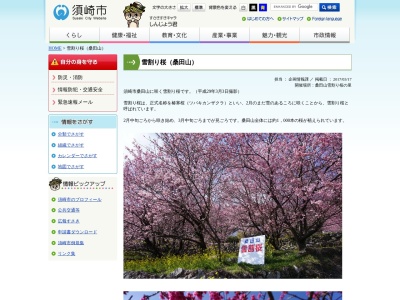 雪割り桜(桑田山)(日本、〒785-0045高知県須崎市桑田山乙)